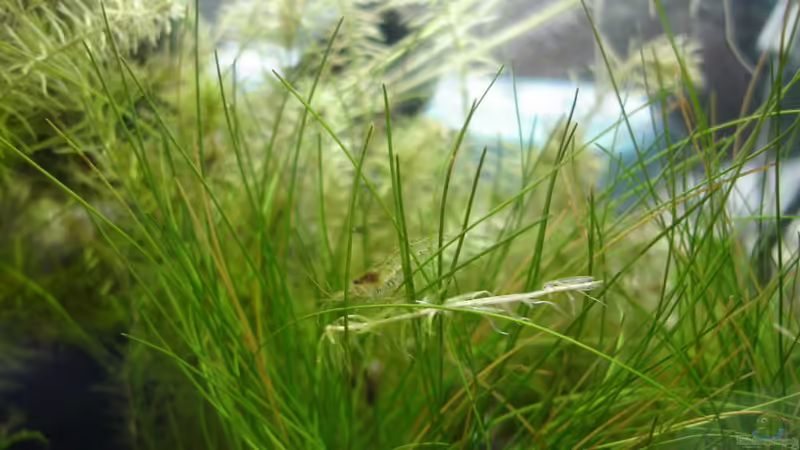 Aquarien mit Macrobrachium lanchesteri (Glasgarnele)