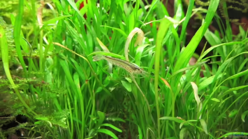 Aquarien mit Macrobrachium lanchesteri (Glasgarnele)