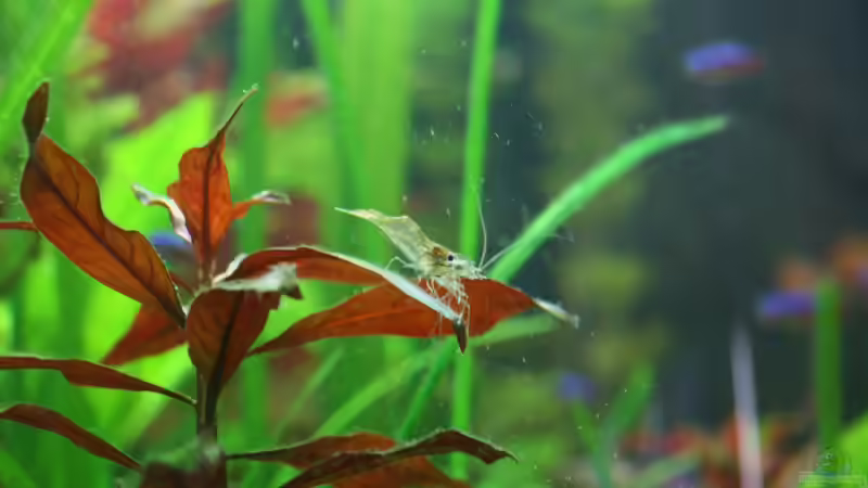 Aquarien mit Macrobrachium lanchesteri (Glasgarnele)