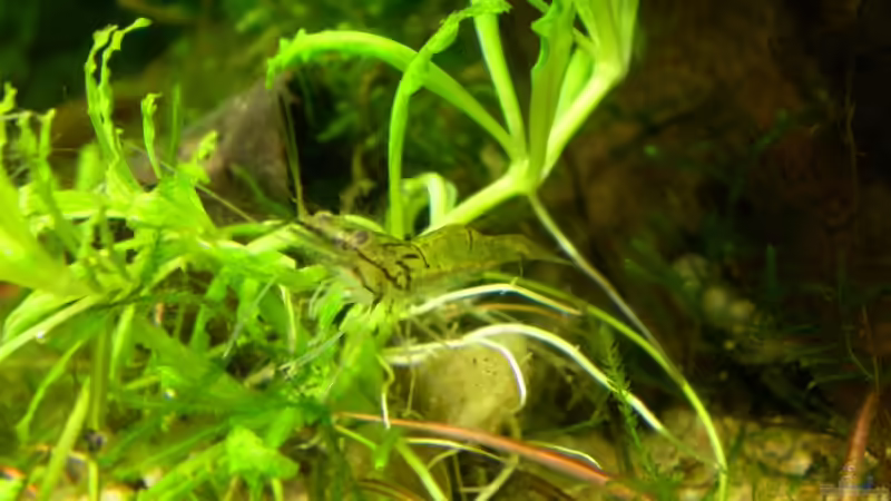 Aquarien mit Macrobrachium lanchesteri (Glasgarnele)