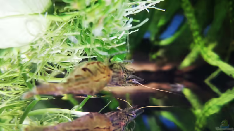 Glasgarnelen von Alexander Deepocean (22)