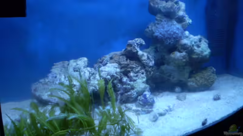 glasklares Wasser, dank UV-Wasserklärer sind die Schwebealgen vollkommen zurückgegangen von Sven K. (11)