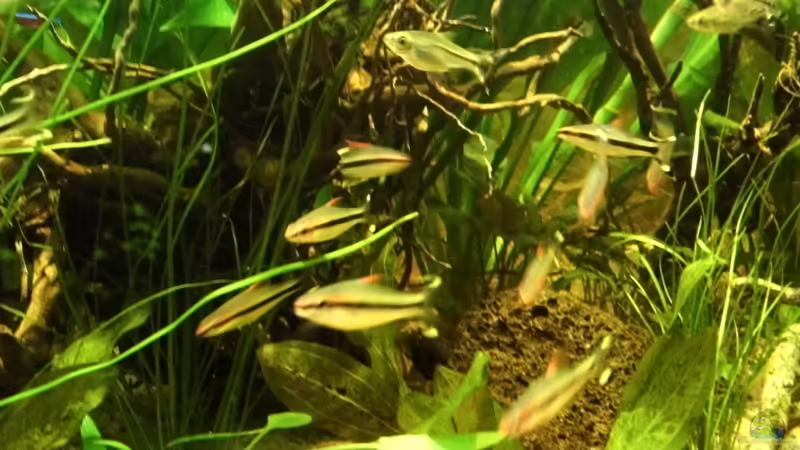 Glasrasbora und Densionbarbe von snooze (25)