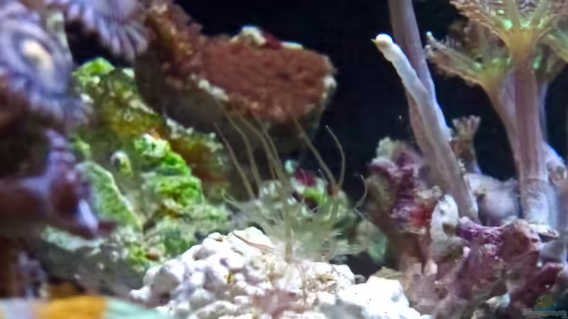 Glasrose - muss leider weichen... von Summse (72)