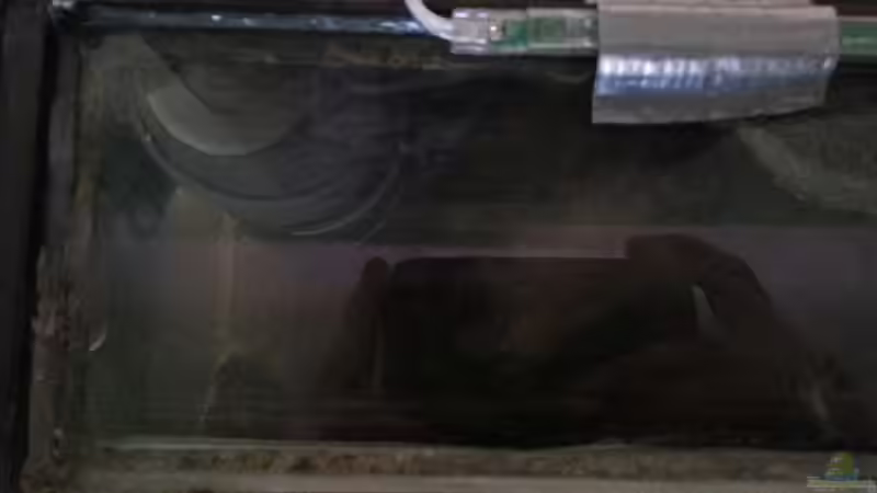 Glasscheibe zwischen Wasser und Beleuchtung von junger Aquarianer (39)