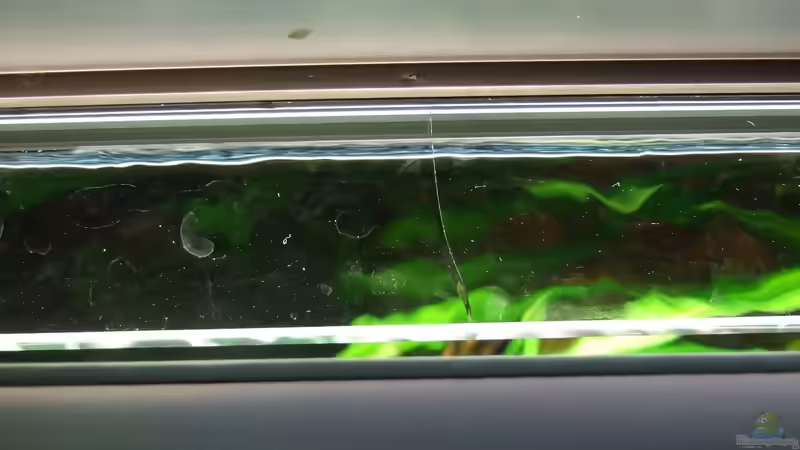 Glasstegbruch - Aquarium musste geräumt werden (erst der 3. Versuch klappte) - Ursache von Oberoesterreicher (8)