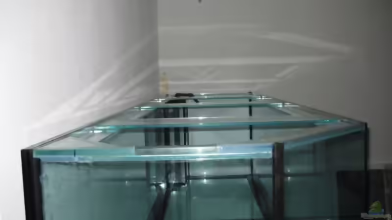 Glasstege: Das ist ihre Funktion im Aquarium