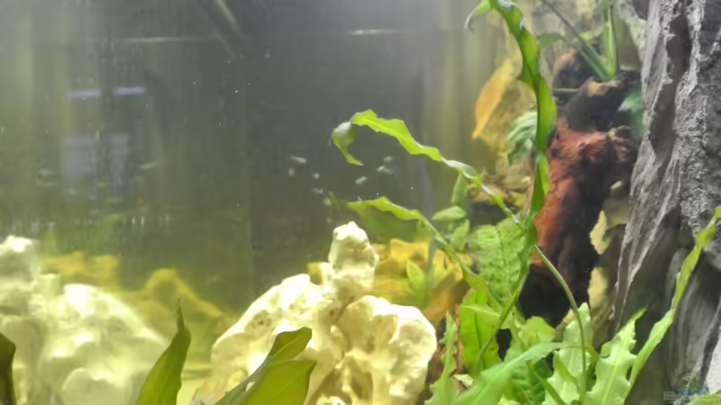 Glassteine von Alsi (30)