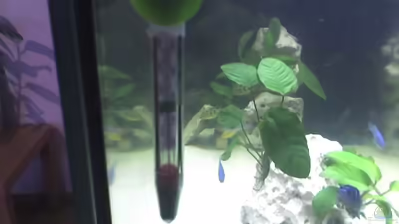 Glasthermometer mit Saugnapf von Heiko Rodegast (18)