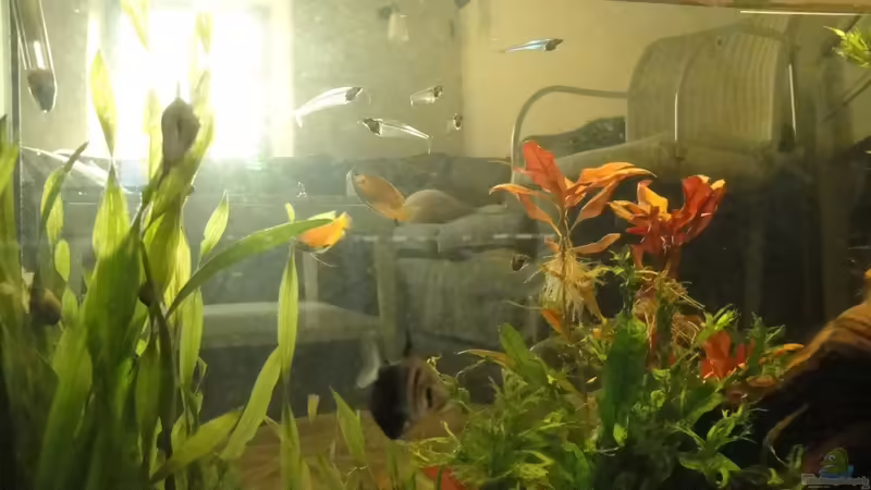 Glaswelse von Pam (8)