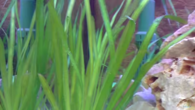 Glattblättrige Vallisnerie von Julian S. (6)