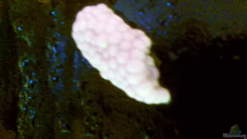 Gleich am ersten Tag nach dem Umbau hinterliesen mir meine Apfelschnecken das...Kaviar von Christian Trommer (22)