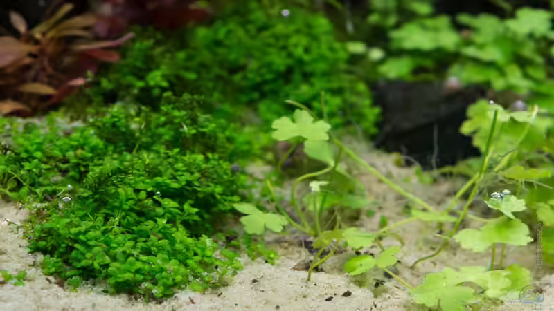 Gleich assimiliert es hier :D  von Betta Chris (93)