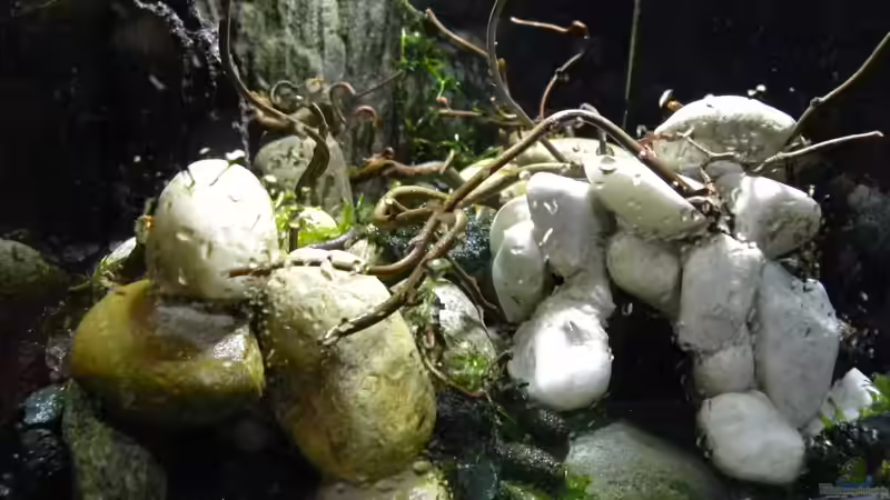 gleich kommt das Wasser von did244 (4)