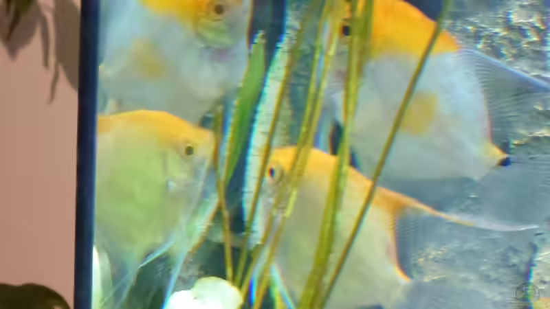 Gleich mal ein Gelege von Stefan von Oettingen (29)