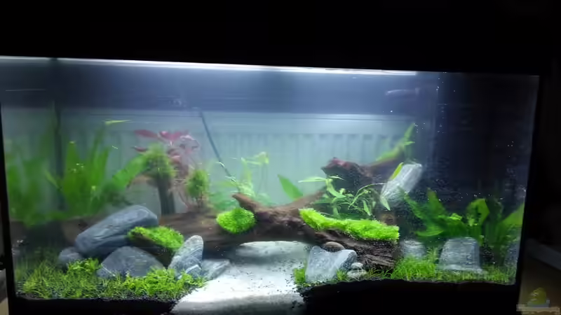 gleich nach der einrichtung von aquaristikman (12)