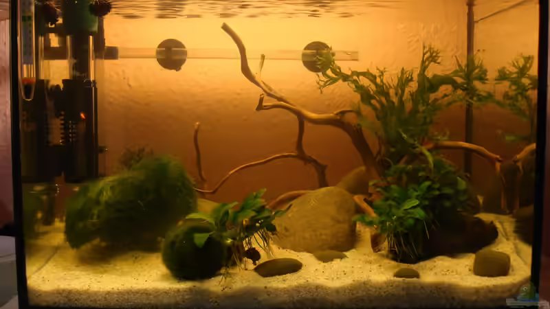 gleich nach der Einrichtung von cantiga (3)