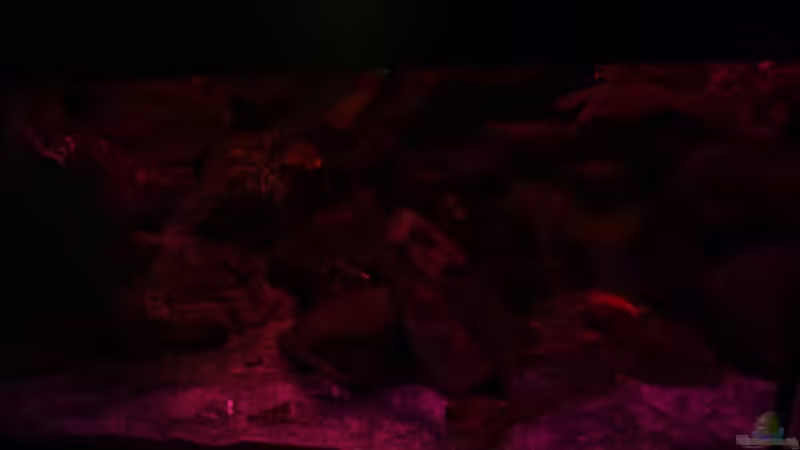 gleich Nacht von wadde (15)