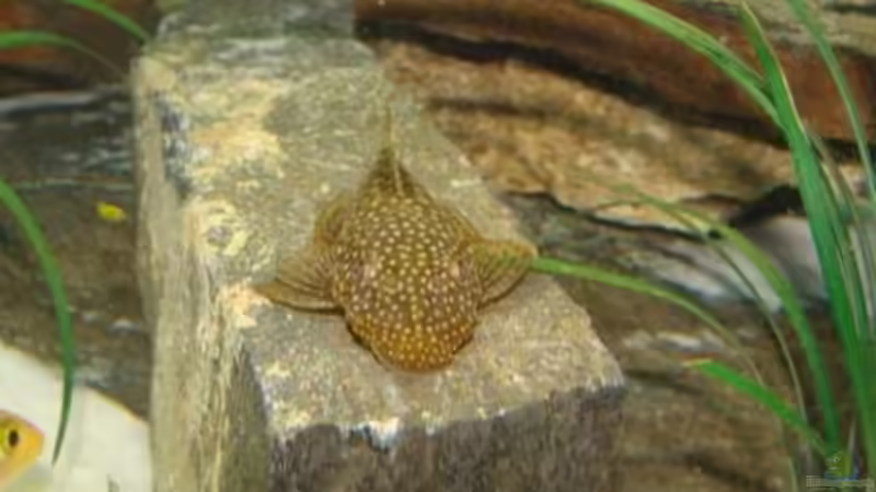 gleich nochmal - is ´ne Nette von malawi74 (24)