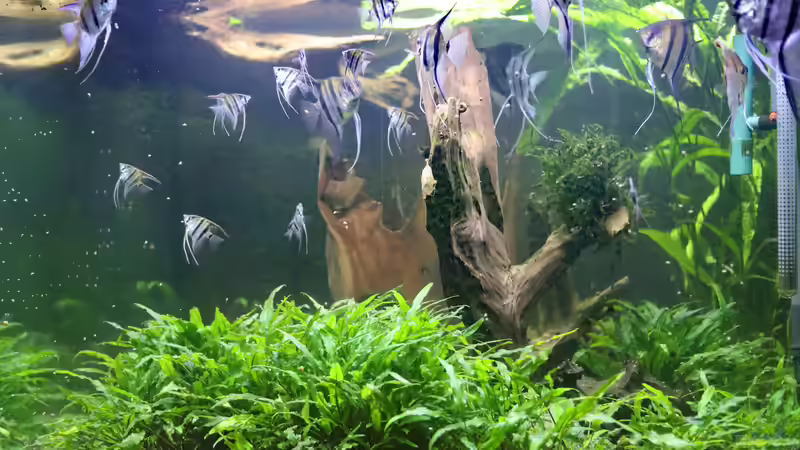 gleiches Becken 2019 von Holger Esch (11)