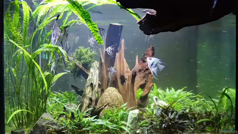 gleiches Becken 2019 von Holger Esch (12)