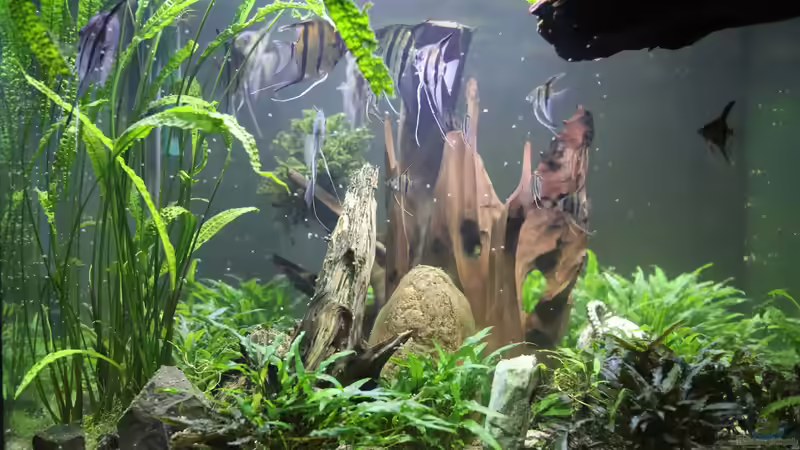 gleiches Becken 2019 von Holger Esch (8)