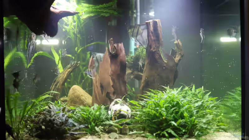 gleiches Becken 2019 von Holger Esch (9)