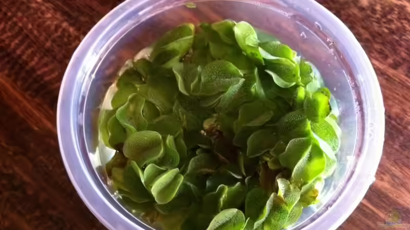 Gleiches gilt für Ihn: Der ´gemeine´ Schwimmfarn (Salvinia natans) von GGuardiaNN (32)