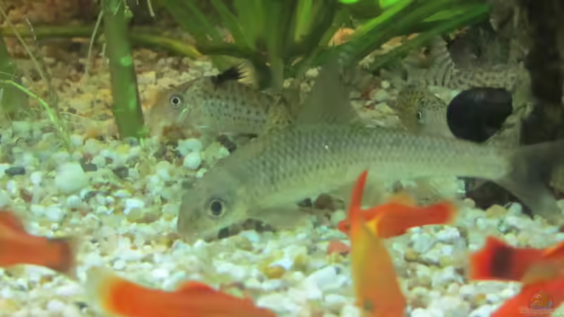 Glimmerlabeo mit Rudel Corydoras agassizii von Mofafi-Liebhaber (32)