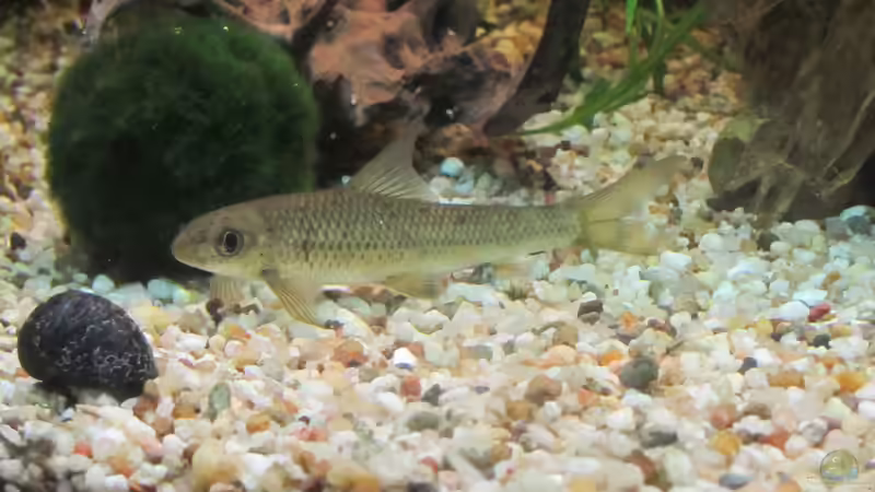 Aquarien mit Crossocheilus latius (Indischer Algenfresser)