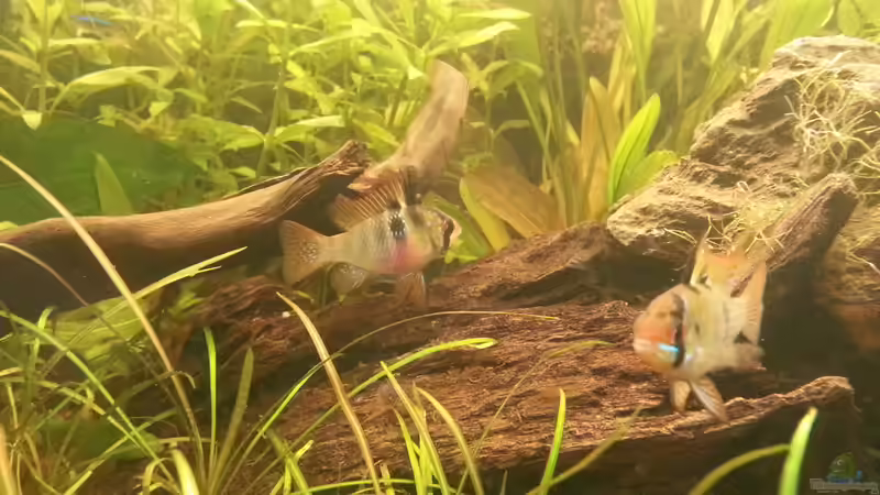 Glitzerfischie -sie von Shinra (7)