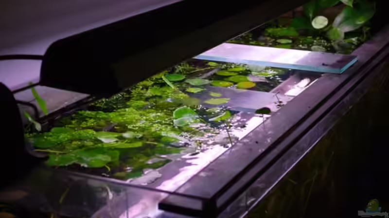 GLO-Leuchtbalken von holzmichel (10)