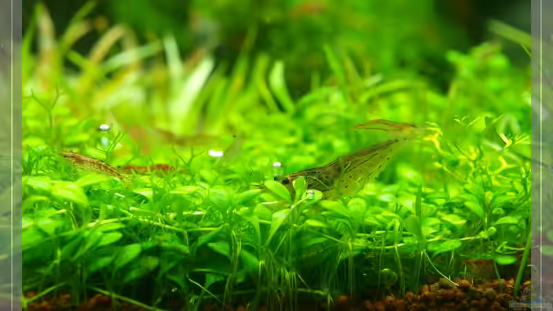 Glosso ( leider Riccia dazwischen) von Pseudomugil (9)