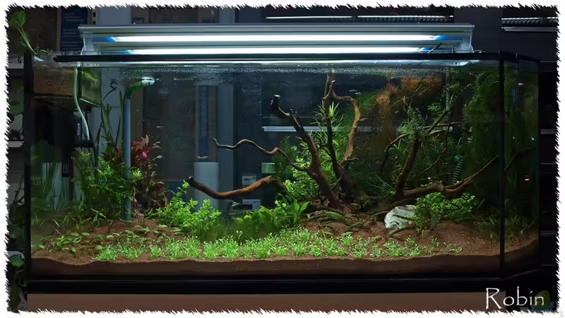 Glosso gepflanzt in 09/2010 von pogona (5)