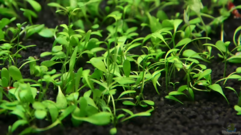 Glosso von Arami Gurami (10)