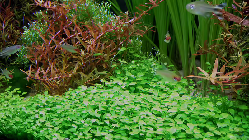 Glosso-Wiese von Plankton (10)