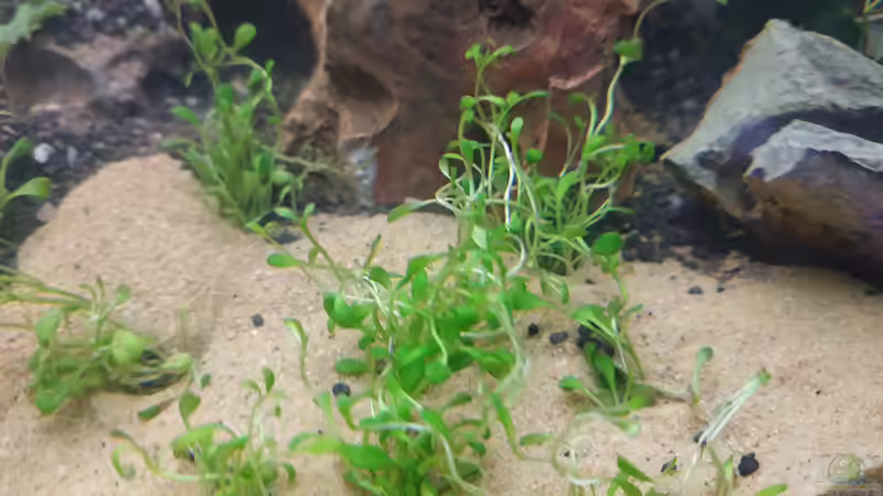 Glossostigma elantinodies von Wall-E (14)