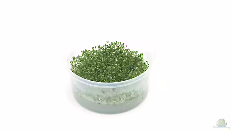 Glossostigma elantinoides In vitro Quelle: InVitro-Shop.de von Marcel Reiter (17)