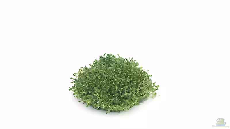 Glossostigma elantinoides In vitro Quelle: InVitro-Shop.de von Marcel Reiter (18)