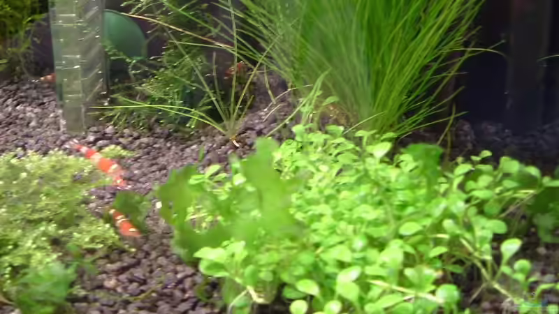 Glossostigma elastinoides von Timo Wünsche (15)