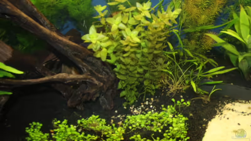 Glossostigma elatinoides, Bacopa caroliniana von Kiera&Hannes (5)