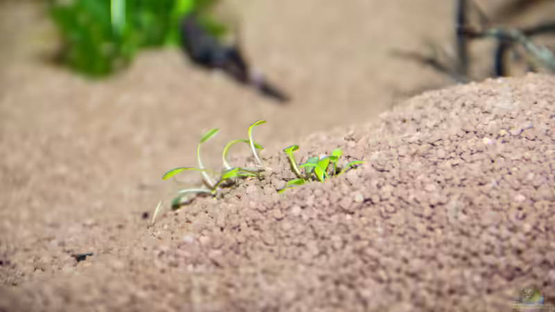 Glossostigma elatinoides  von GoreSlayer (31)