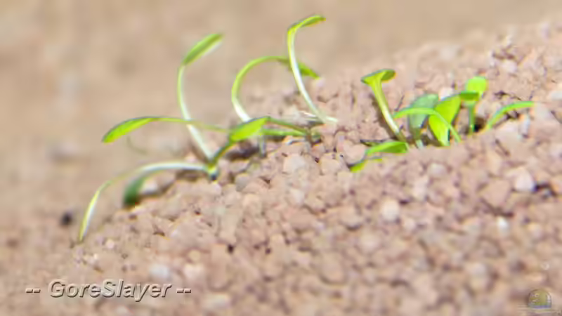 Glossostigma elatinoides  von GoreSlayer (32)