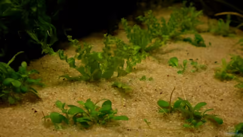 Glossostigma und P. helferi  von Marc Joist (10)