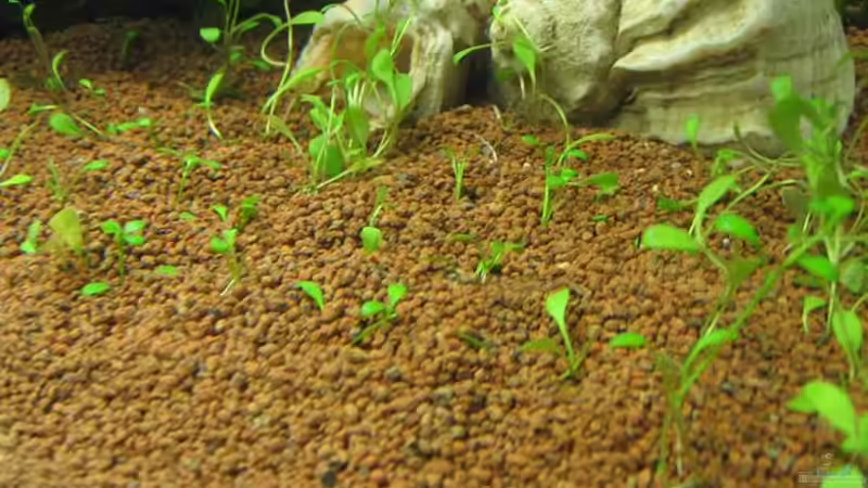 Glossostigma von gestresster (Sven) (8)