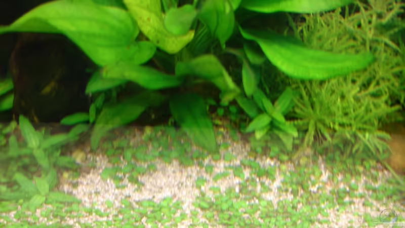 Glossostigma von Grünhexe (121)