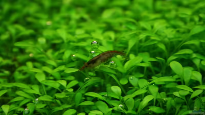 Glossostigma von Tutti (8)