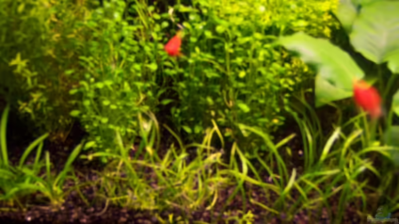 Glossottigma und Neuseelandgras von Sebastian Seibold (11)