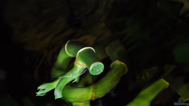 Glücksbambus von Der Buschfisch (12)