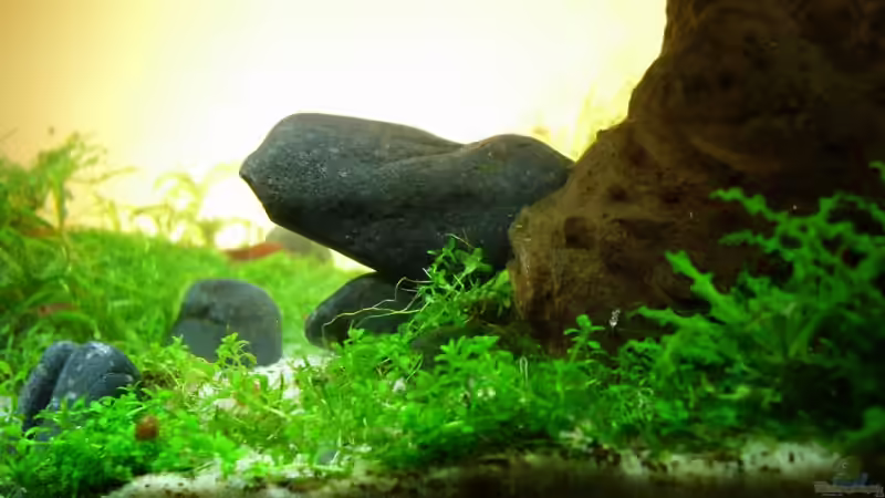 Glückstreffer! Der Stein passt in die Wuchsform der Wurzel von Pascal Kapphan (18)